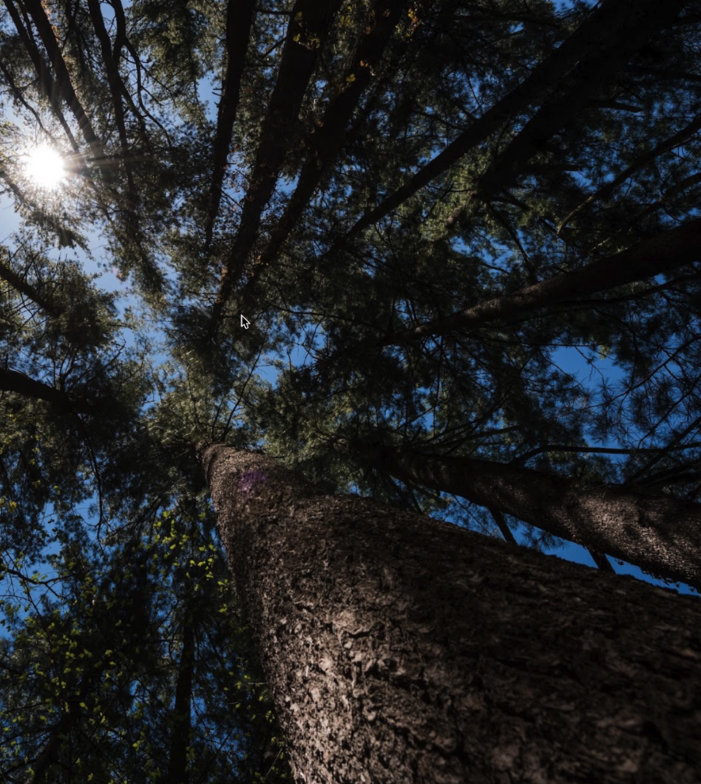 Looking up at tall pine trees with sunlight filtering through the branches against a blue sky.
