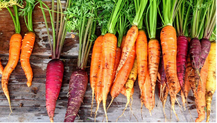Organic carrots in yellow, orange, red and purple.